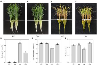 Exogenous Melatonin Alleviates Alkaline Stress by Removing Reactive Oxygen Species and Promoting Antioxidant Defence in Rice Seedlings